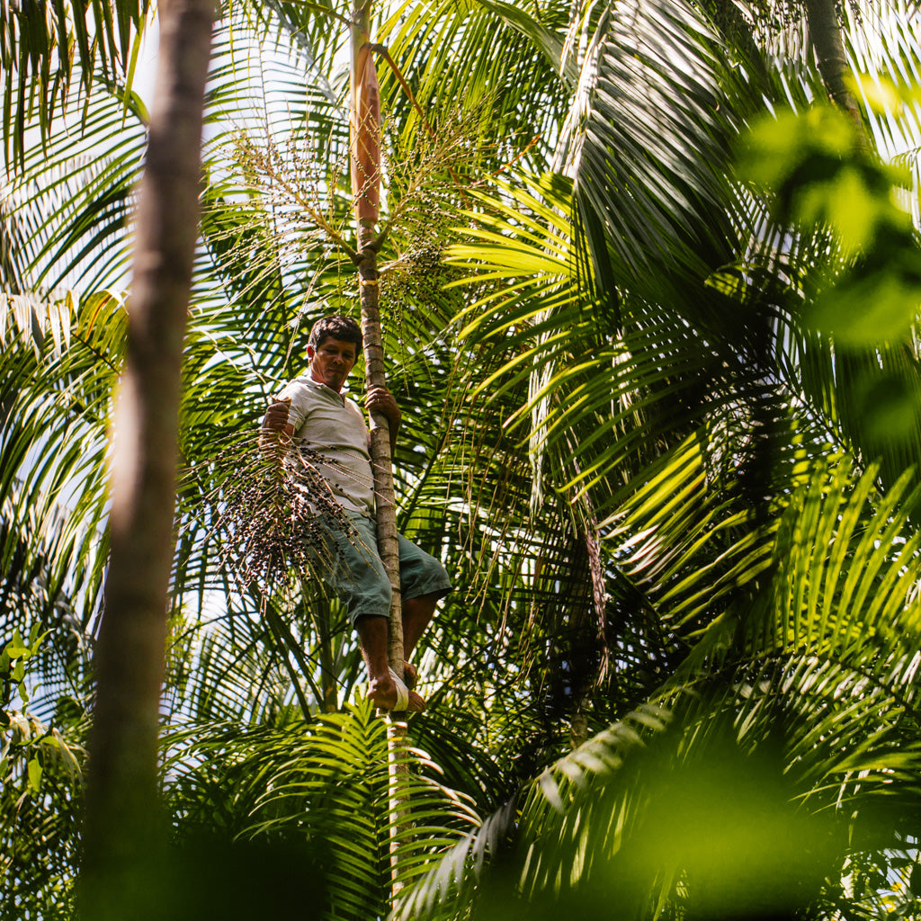 Açaí Shampoo for Damaged Hair
