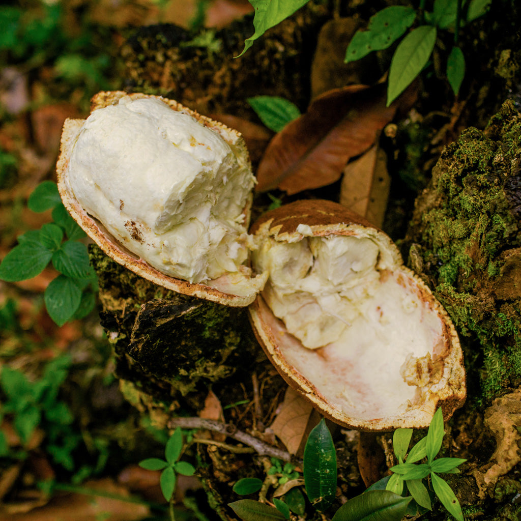 Cupuaçu Body Lotion for Dry Skin