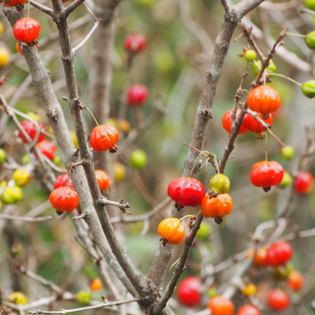 Pitanga Body Lotion for Oily Skin