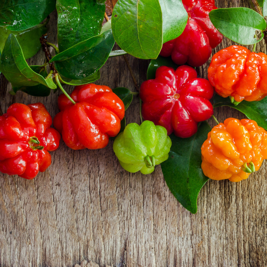 Pitanga Body Lotion for Oily Skin